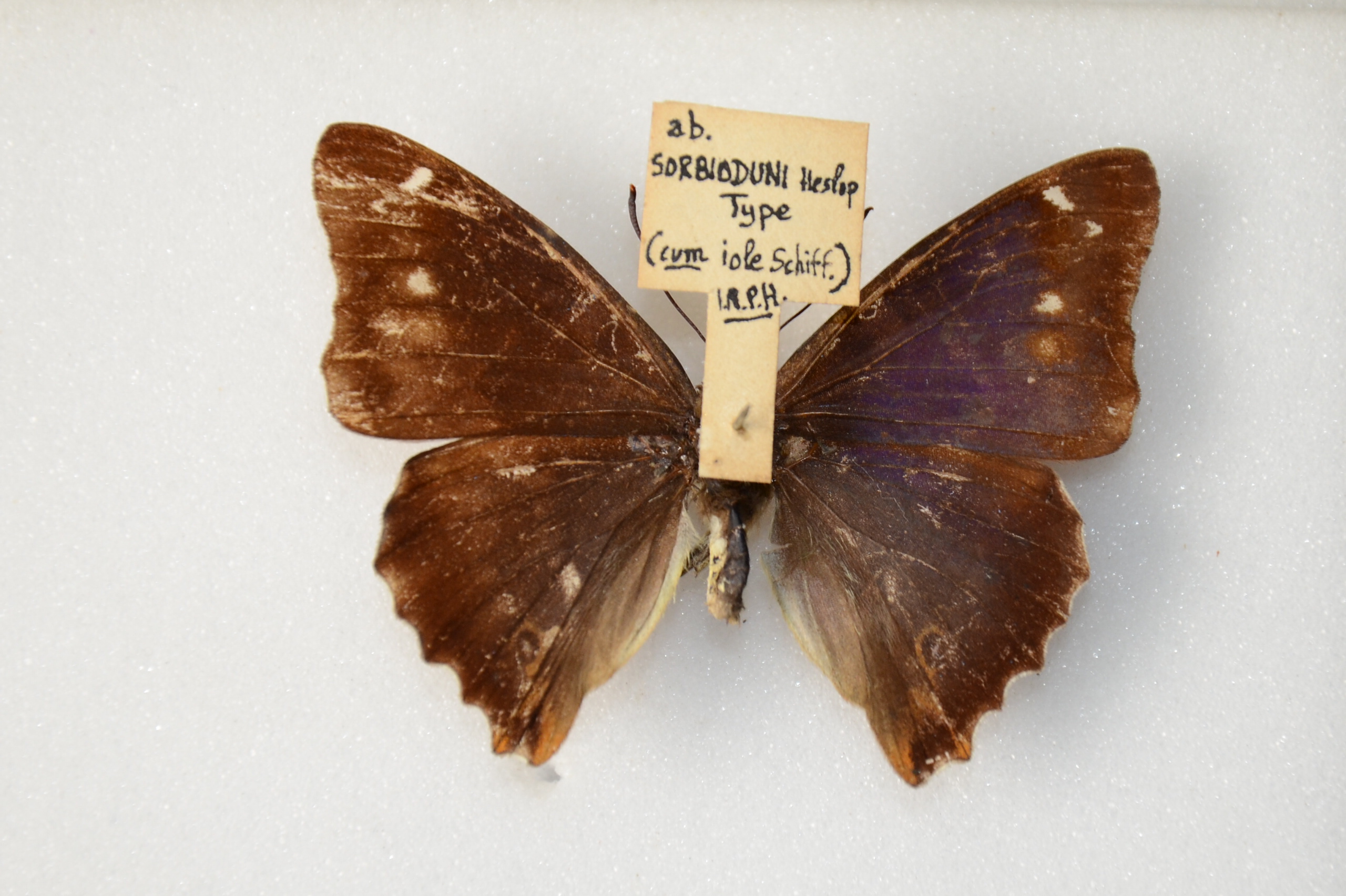 Apatura iris iole male (aberration) 07 [Internet image property of respective owner, non commercial use only]